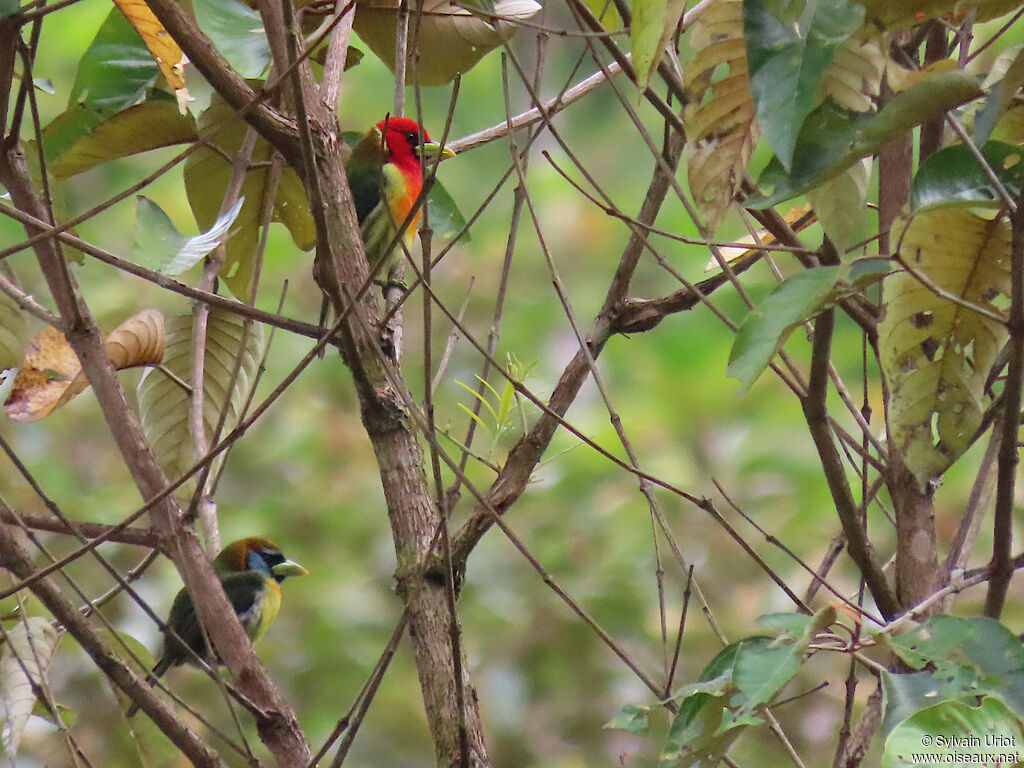 Red-headed Barbetadult