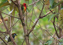 Red-headed Barbet