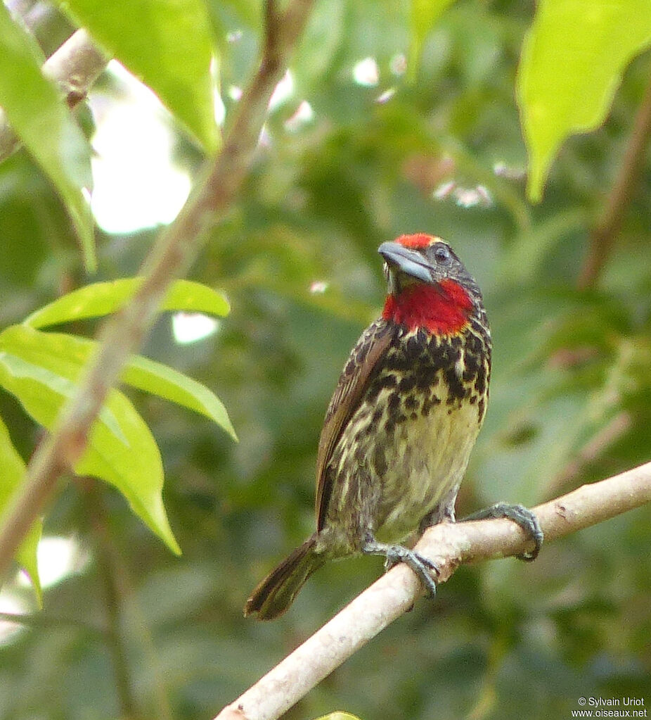 Black-spotted Barbet female adult