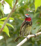 Black-spotted Barbet