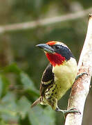 Black-spotted Barbet