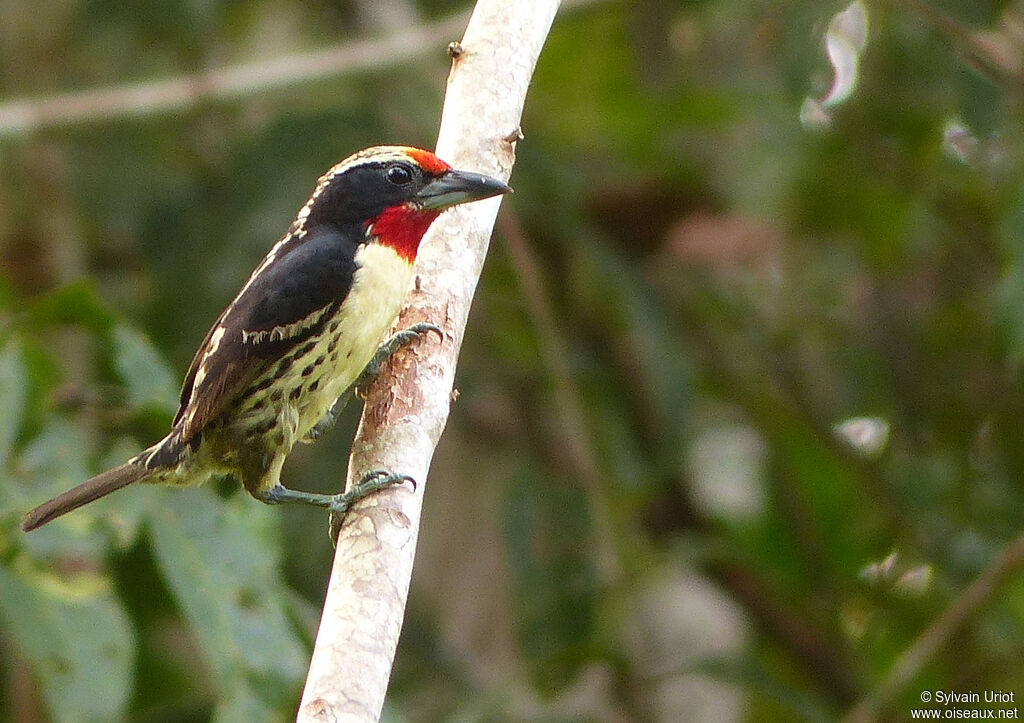 Black-spotted Barbet male adult