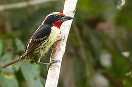 Black-spotted Barbet