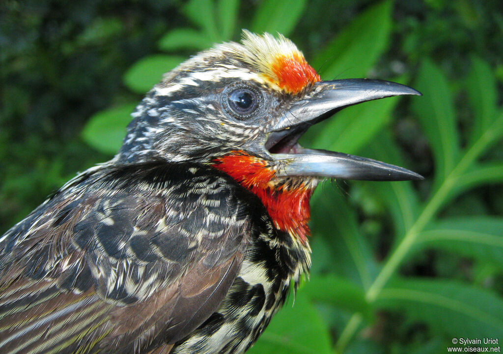 Black-spotted Barbet female adult