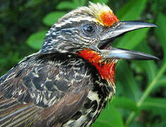 Black-spotted Barbet