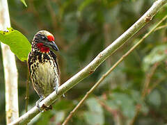 Black-spotted Barbet