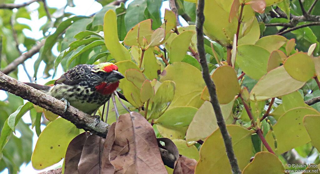 Black-spotted Barbet female adult