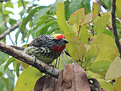 Black-spotted Barbet