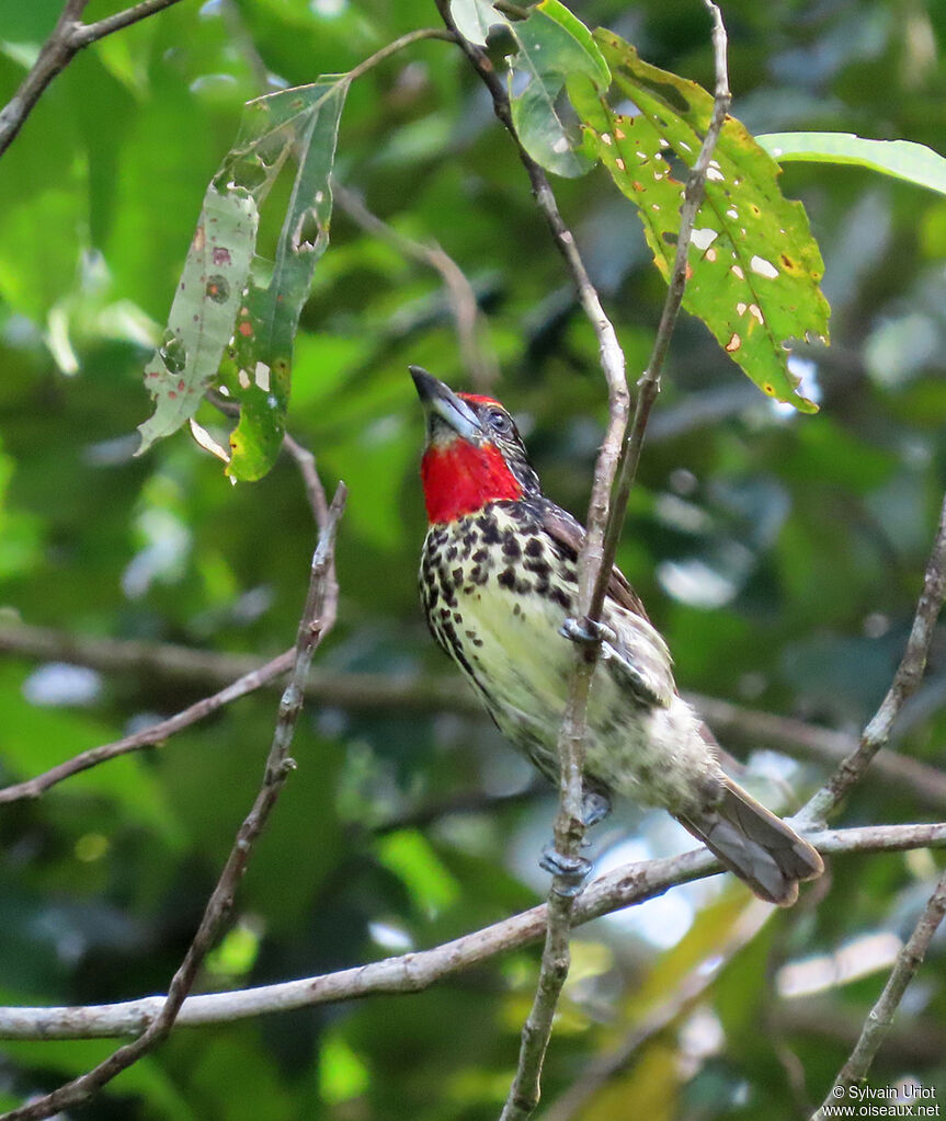 Black-spotted Barbet female adult