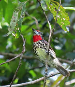 Black-spotted Barbet