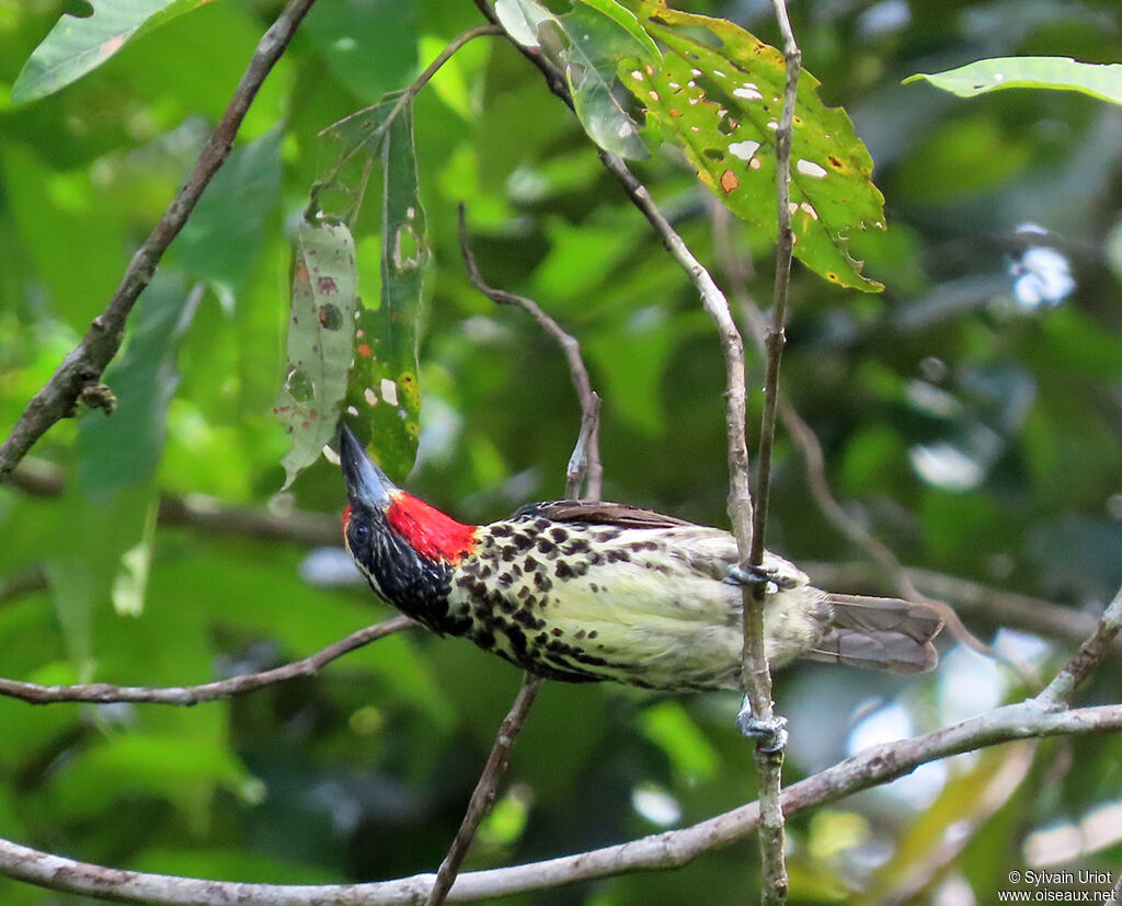 Black-spotted Barbet female adult