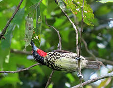 Black-spotted Barbet