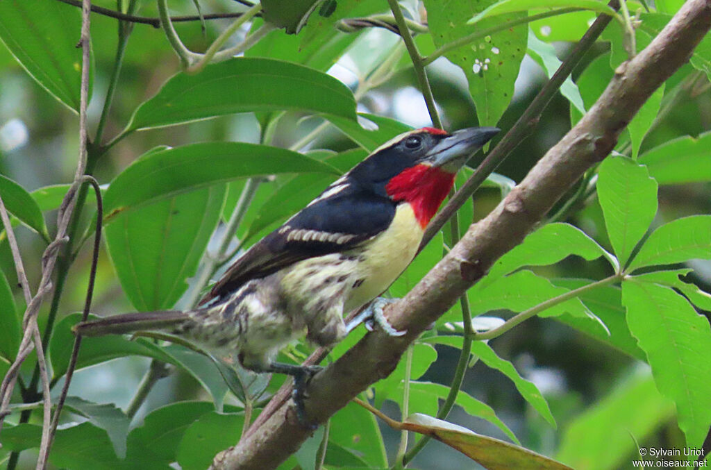 Black-spotted Barbet male adult