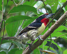 Black-spotted Barbet