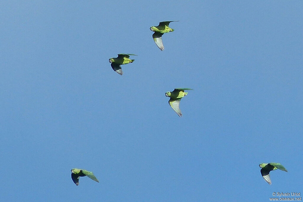 Short-tailed Parrot