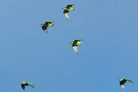 Short-tailed Parrot