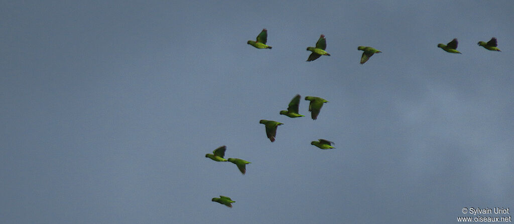 Short-tailed Parrot