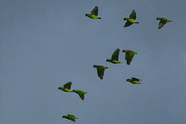 Short-tailed Parrot