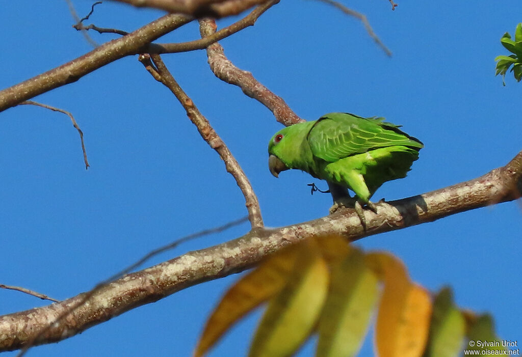 Short-tailed Parrotadult