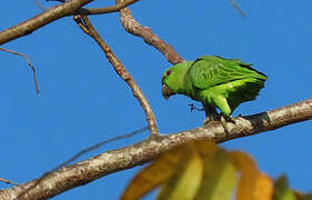 Short-tailed Parrot