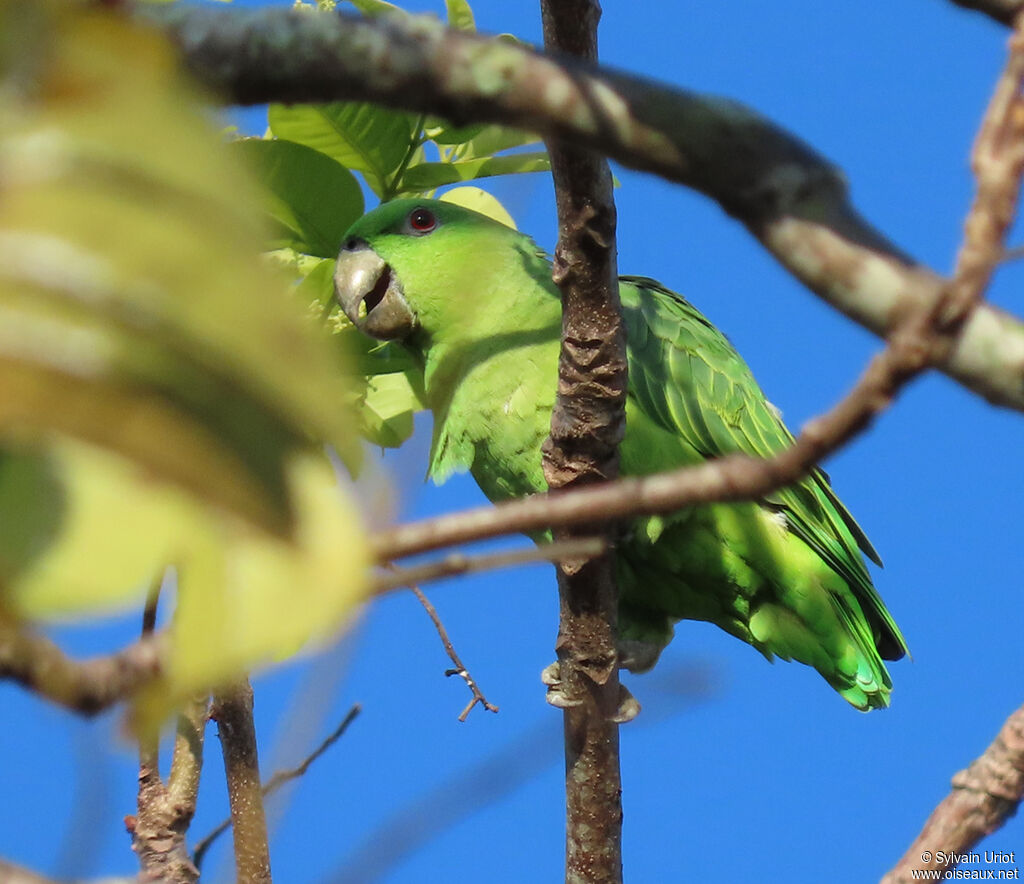 Short-tailed Parrotadult