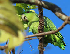 Short-tailed Parrot