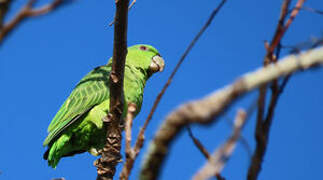 Short-tailed Parrot