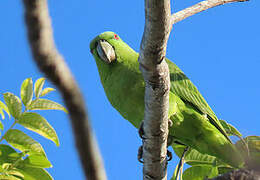 Short-tailed Parrot