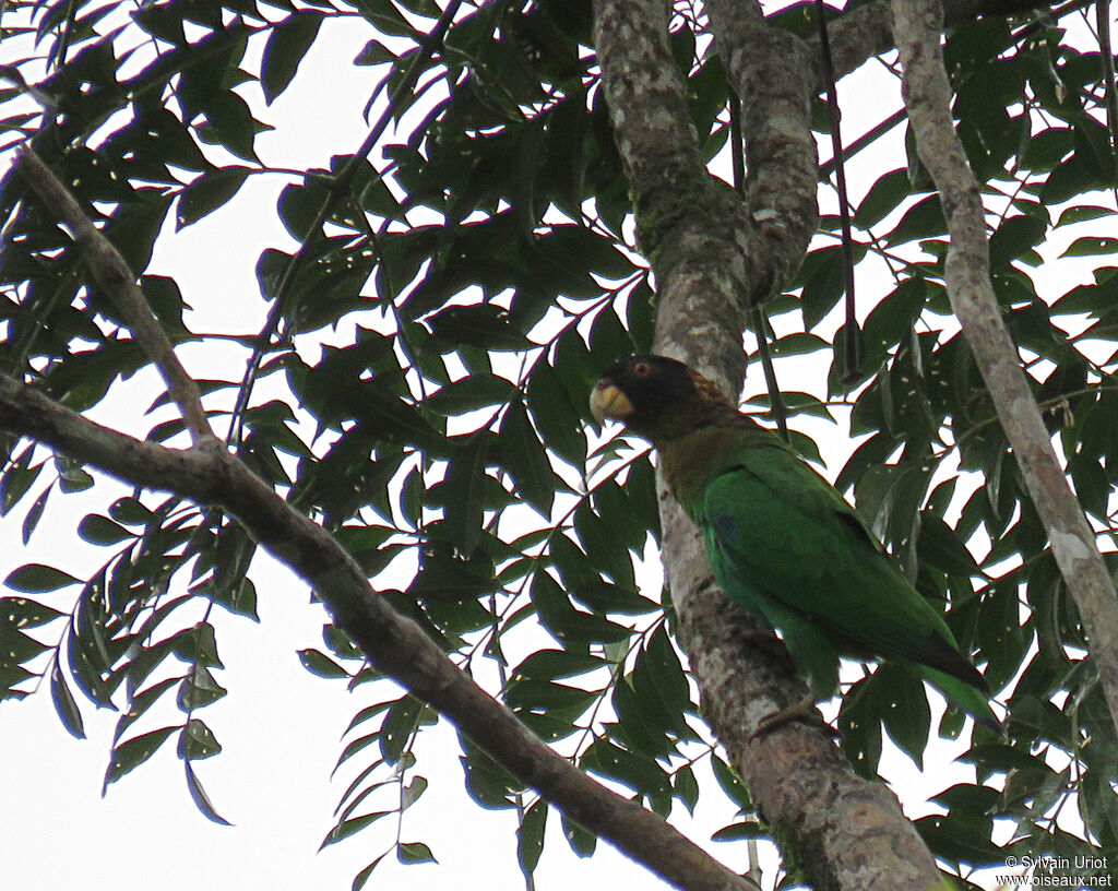 Caica Parrotadult