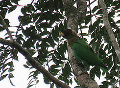 Caica Parrot