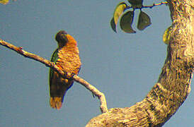 Black-headed Parrot