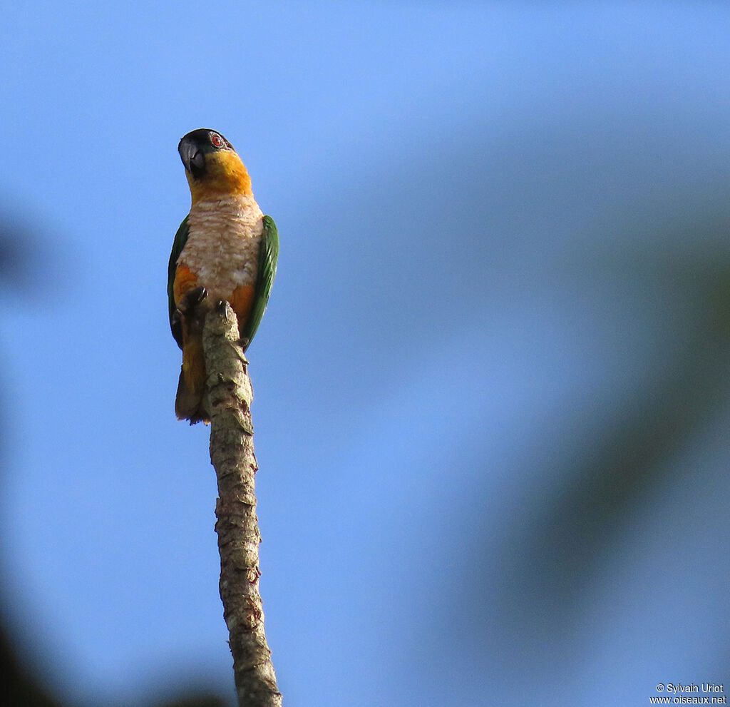 Black-headed Parrotadult