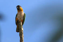 Black-headed Parrot