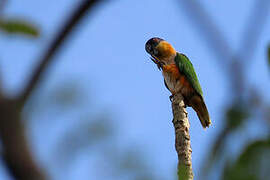 Black-headed Parrot