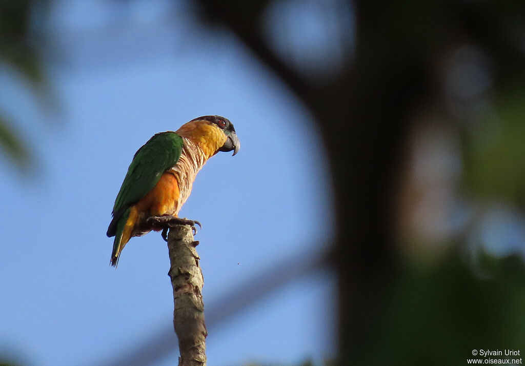 Black-headed Parrotadult