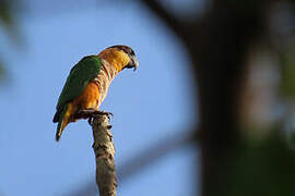 Black-headed Parrot