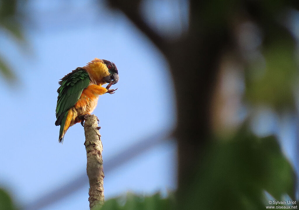 Black-headed Parrotadult