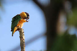 Black-headed Parrot