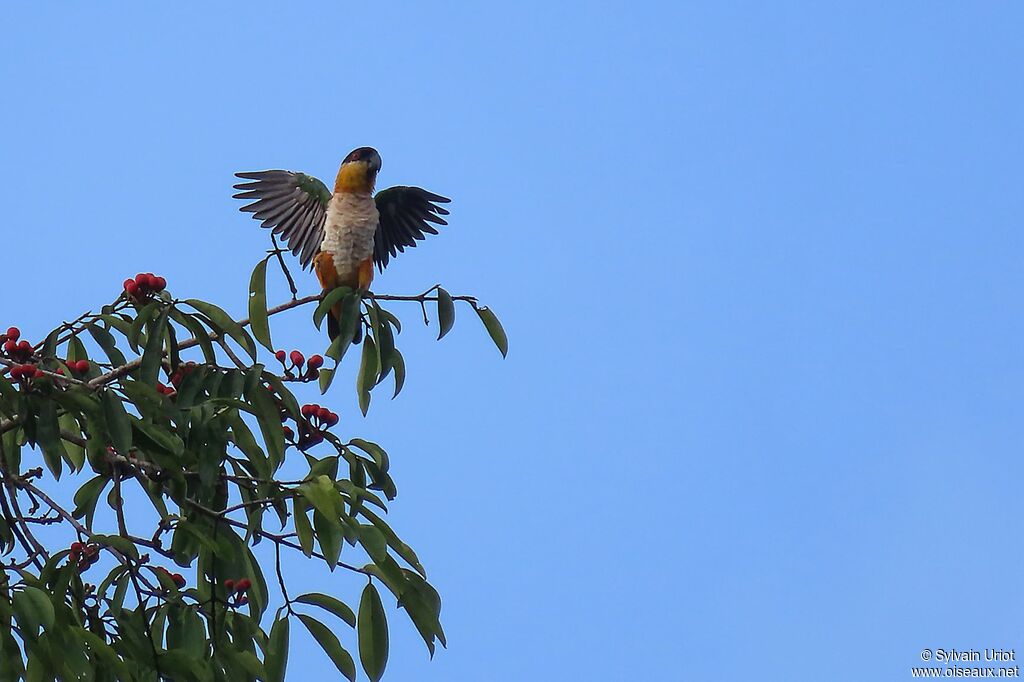 Black-headed Parrotadult