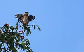 Black-headed Parrot