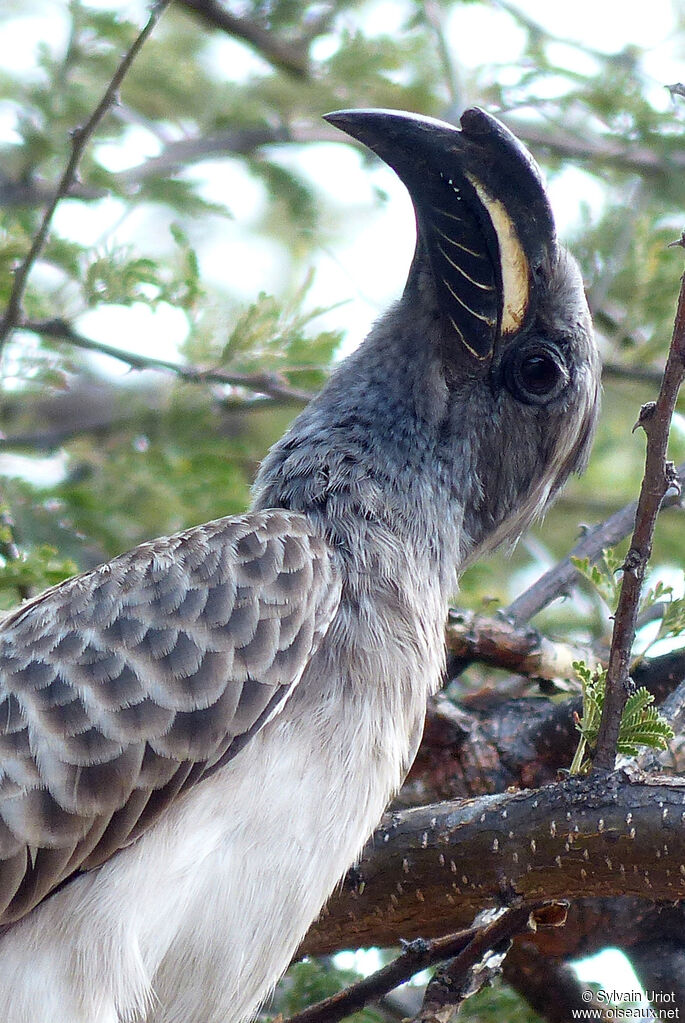 African Grey Hornbill