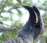 African Grey Hornbill