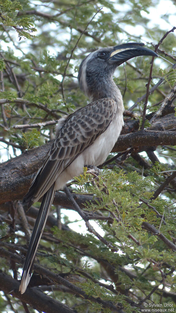 African Grey Hornbill