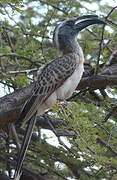 African Grey Hornbill