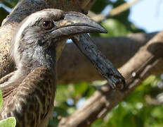 African Grey Hornbill