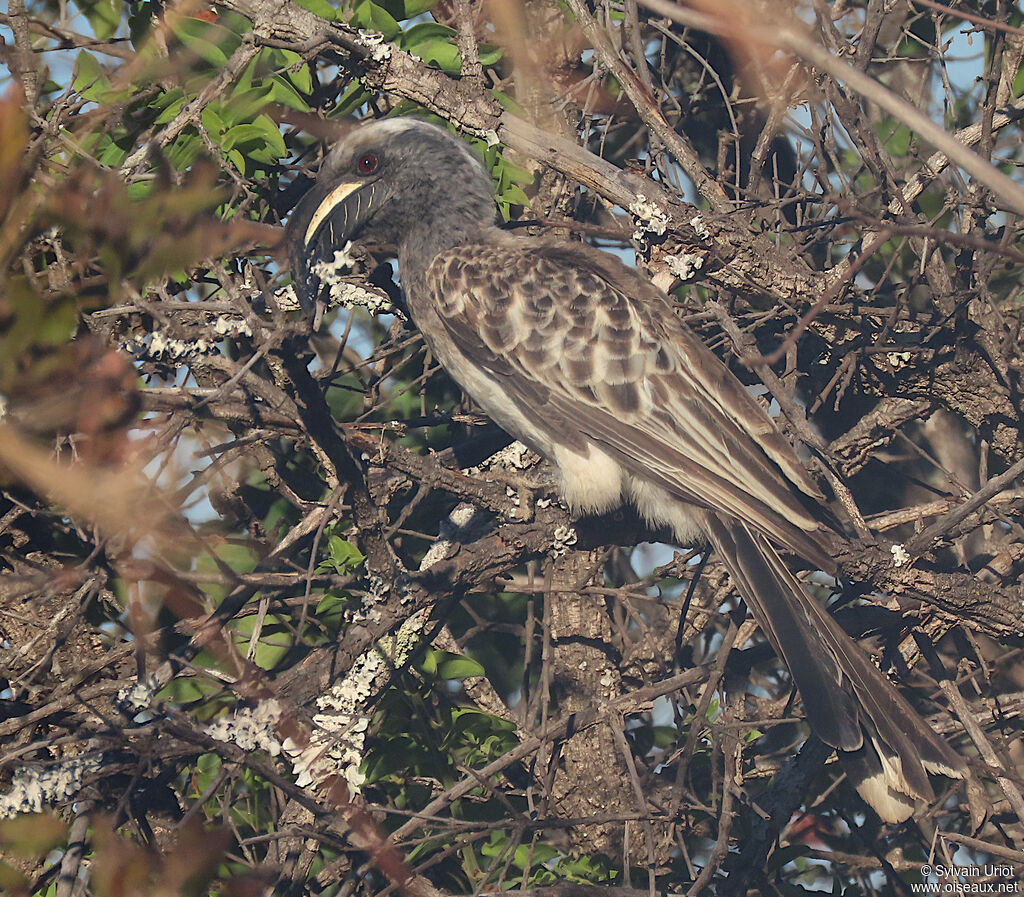 African Grey Hornbill male adult