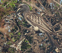 African Grey Hornbill