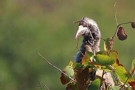 African Grey Hornbill