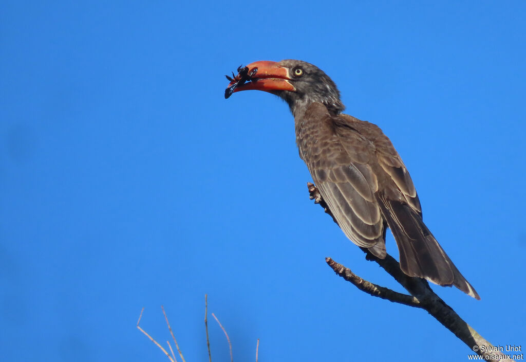 Crowned Hornbilladult