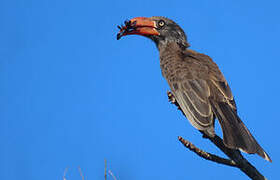 Crowned Hornbill